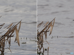 OMレンズ比較1