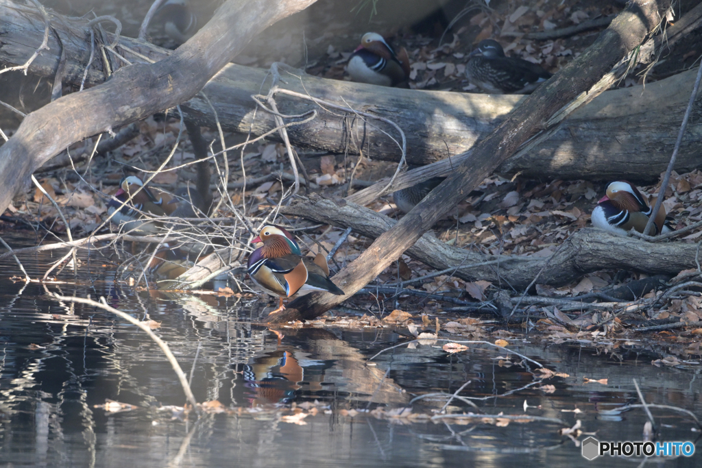 スーパースター