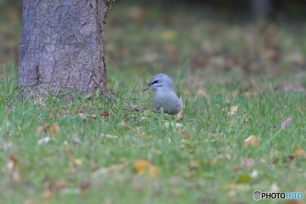 おにぎり中止