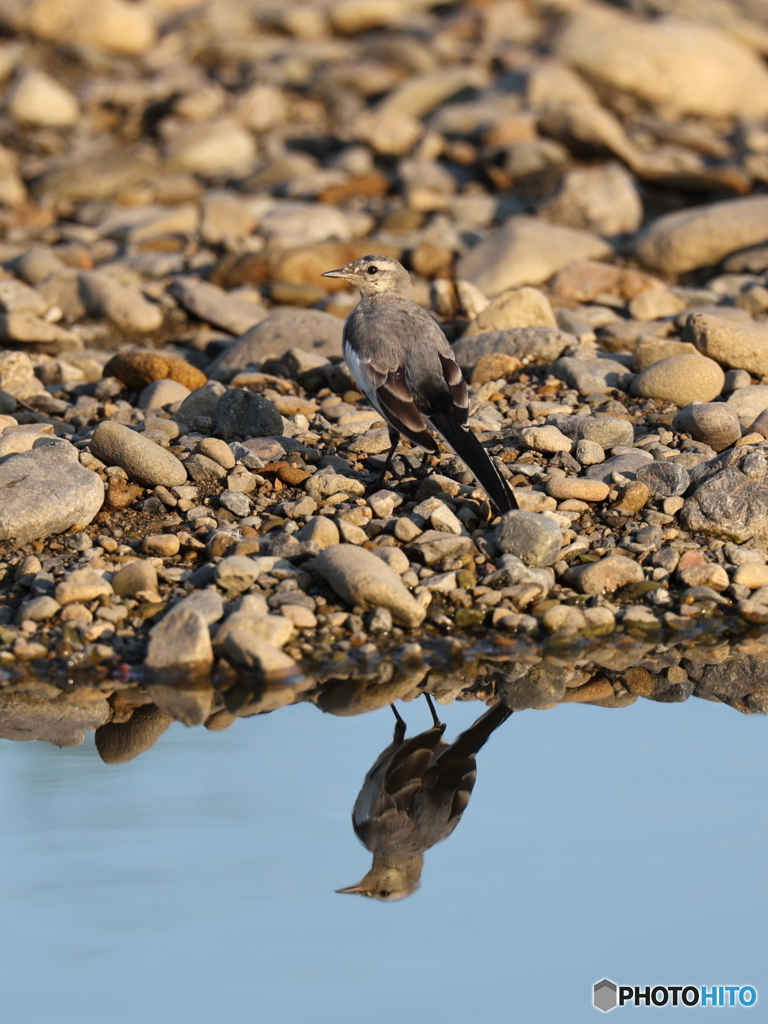 reflection