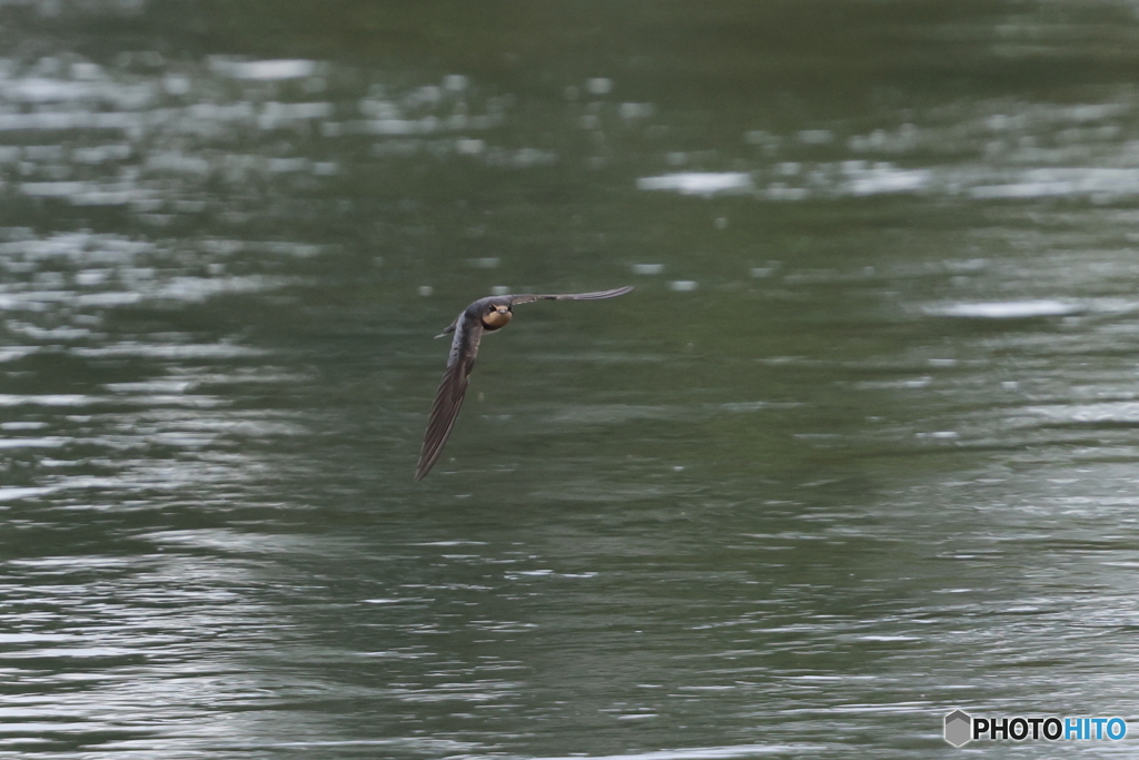swallow
