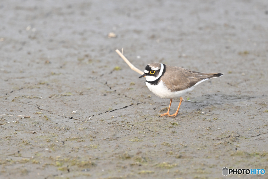 沼ホームにも夏鳥