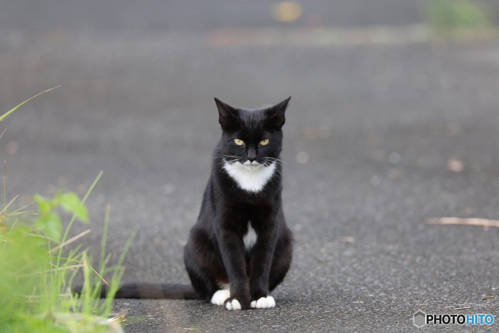 美猫
