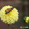 花蝶