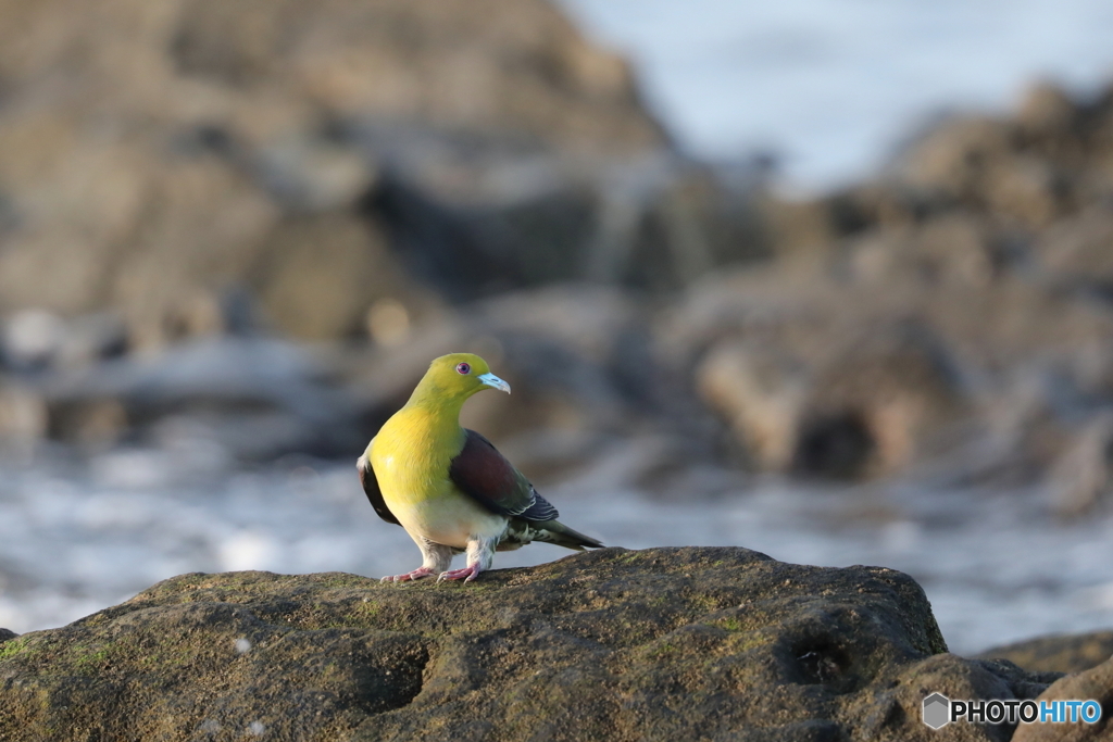 緑鳩