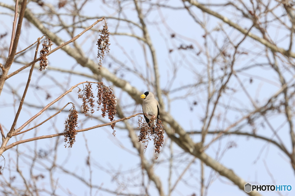 漆斑鳩