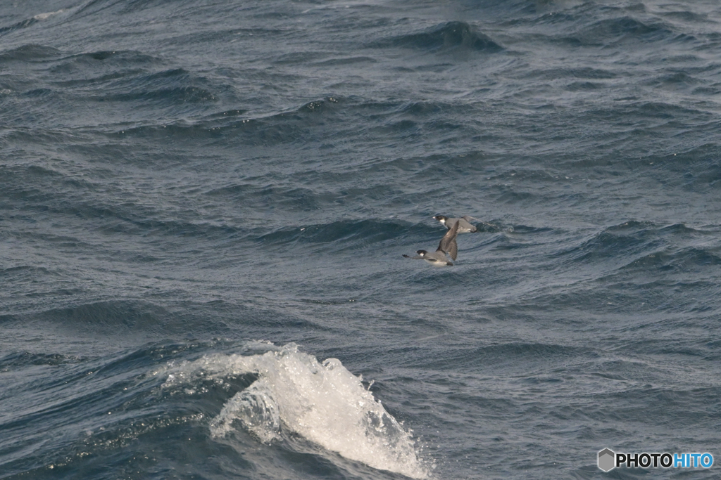 小さく見えるが