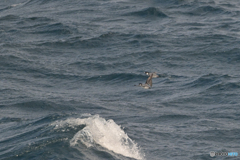 小さく見えるが