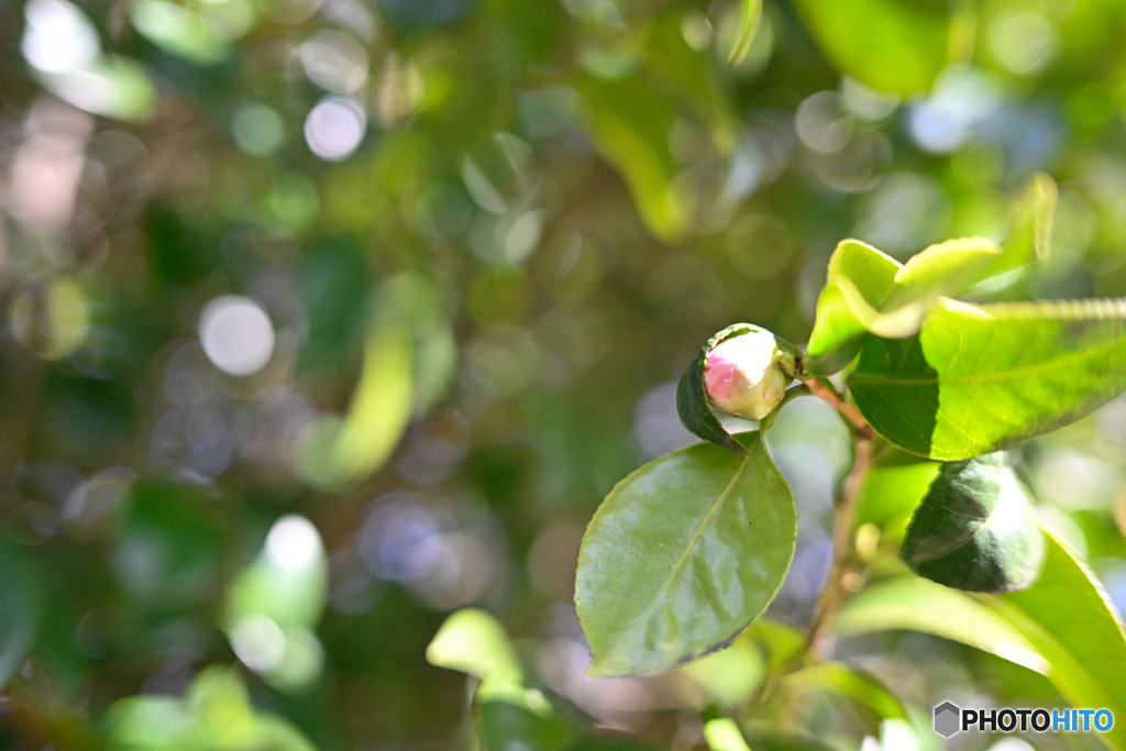 Z40mm f:2試写4