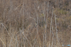 遠きジュリン