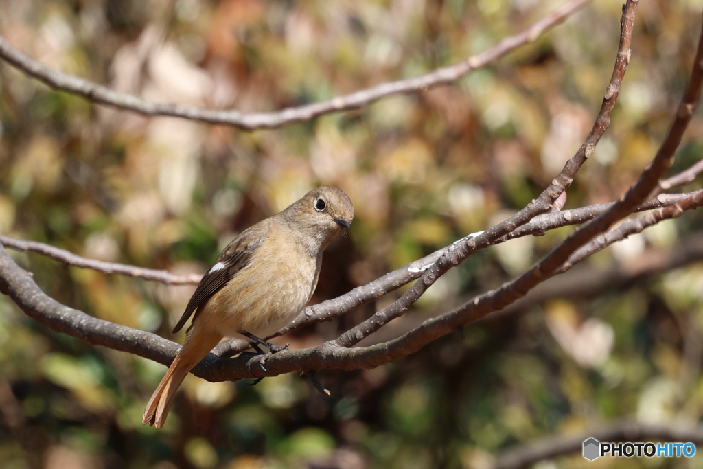 何かご用かしら？