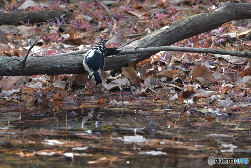 アカゲラの給水