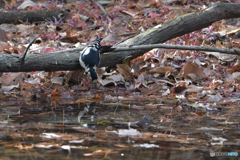 アカゲラの給水
