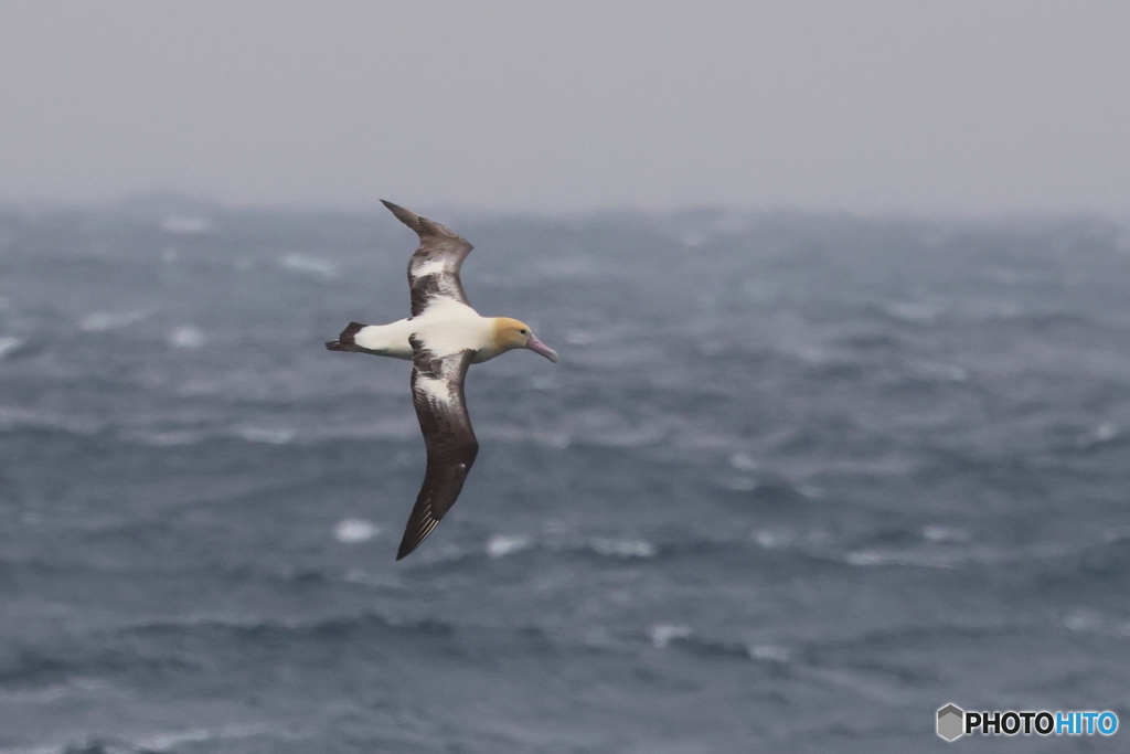 Albatross
