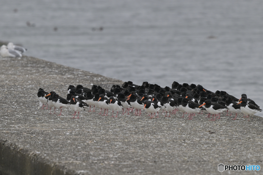 ニンジンいっぱい