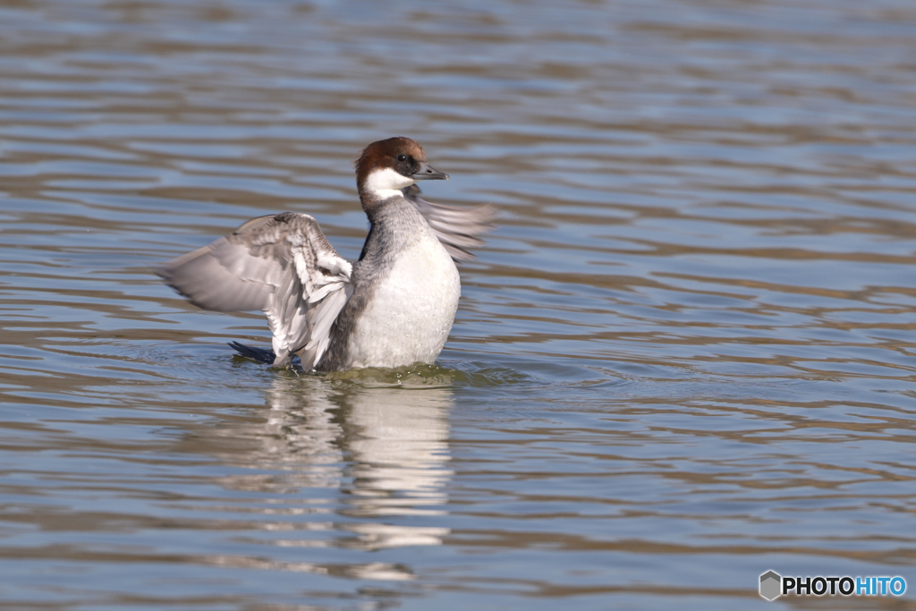 好みのブレ感