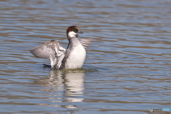 好みのブレ感