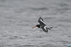 盗られるものか