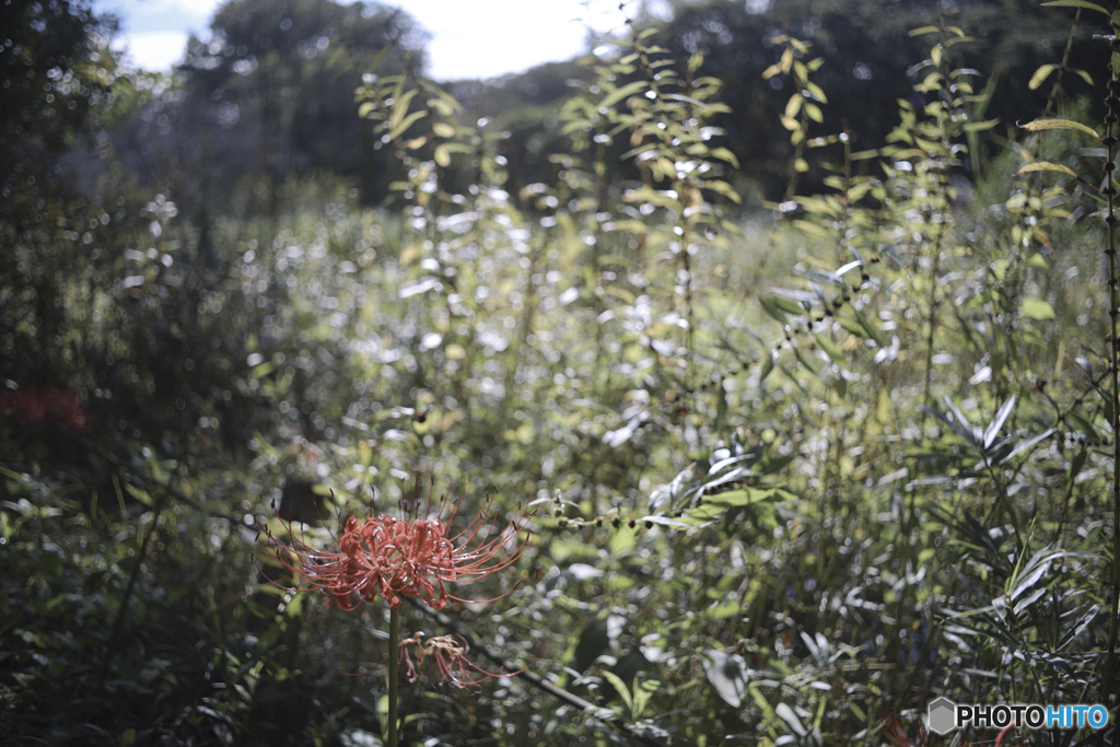 Super-Takumar 35mm 試写2