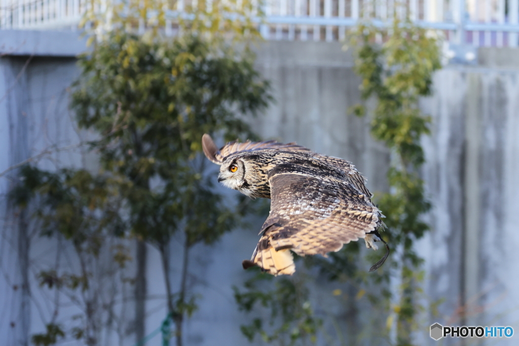 イラニアンワシミミズク飛翔1