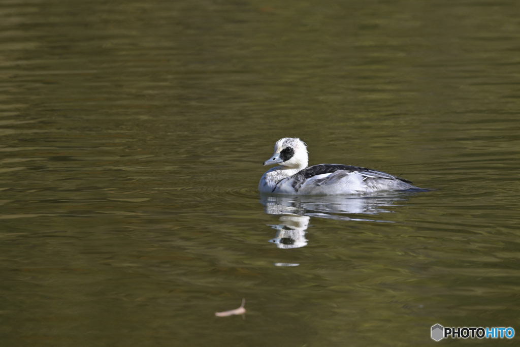 一番パンダ
