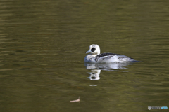 一番パンダ