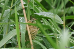 強雨の仕打ち