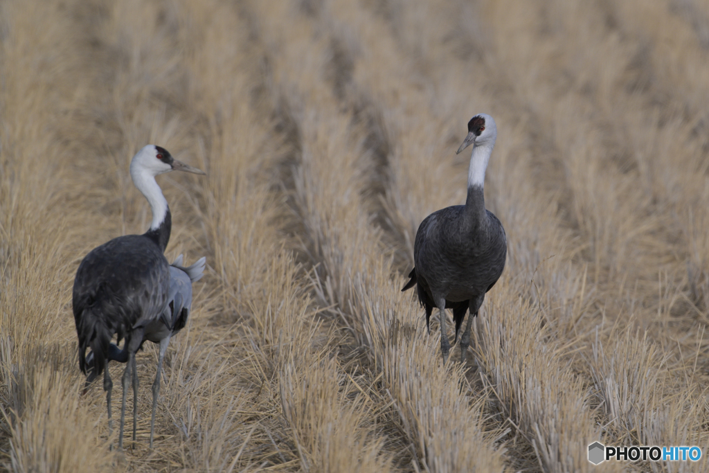 キチンと撮ろう