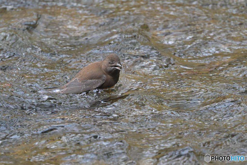 WILDカワガラス