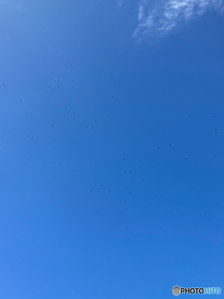 無数の鷹