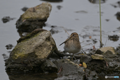 石になったつもり