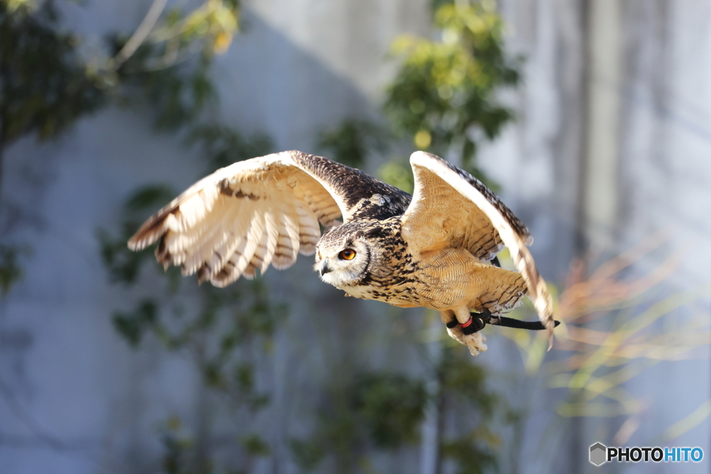 イラニアンワシミミズク飛翔3