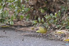 海沿いだけど