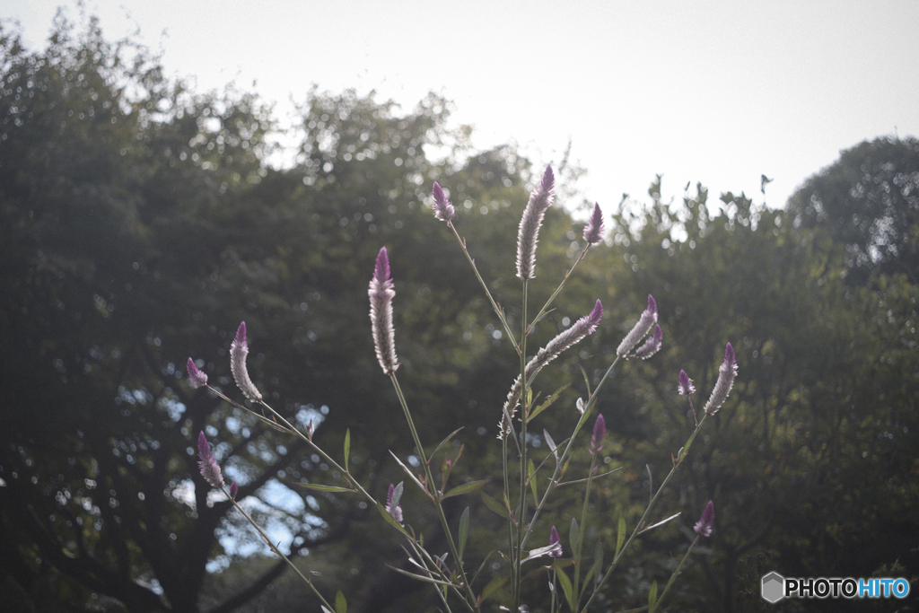 Super-Takumar 35mm 試写3