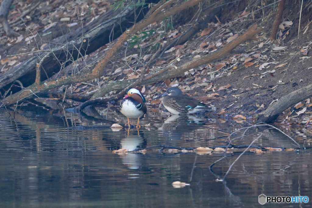 おしどり夫婦？