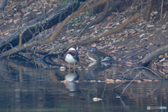 おしどり夫婦？