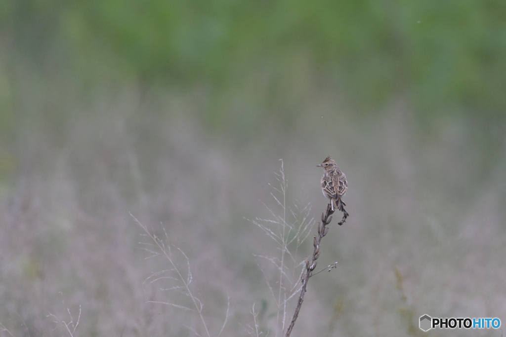 ヒバリの留まり