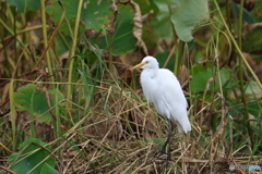 真っ白アマサギ