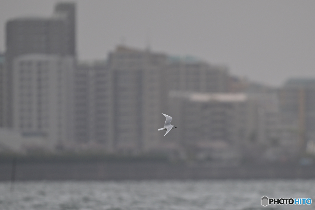 都会のズグロ