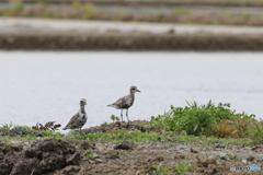 田植え遅いね