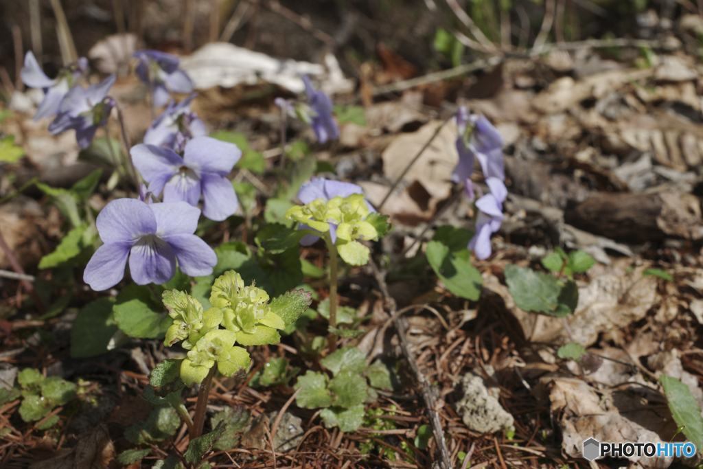 山のお花達