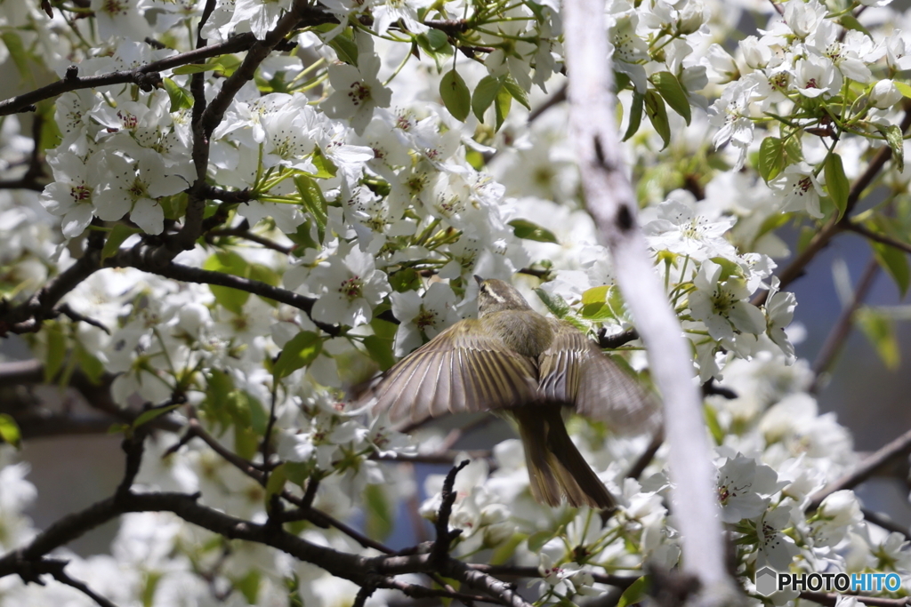 Flying catch