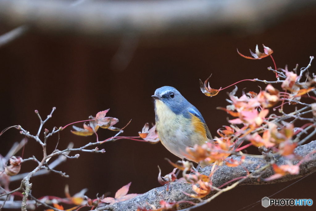 青い鳥