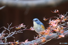 青い鳥