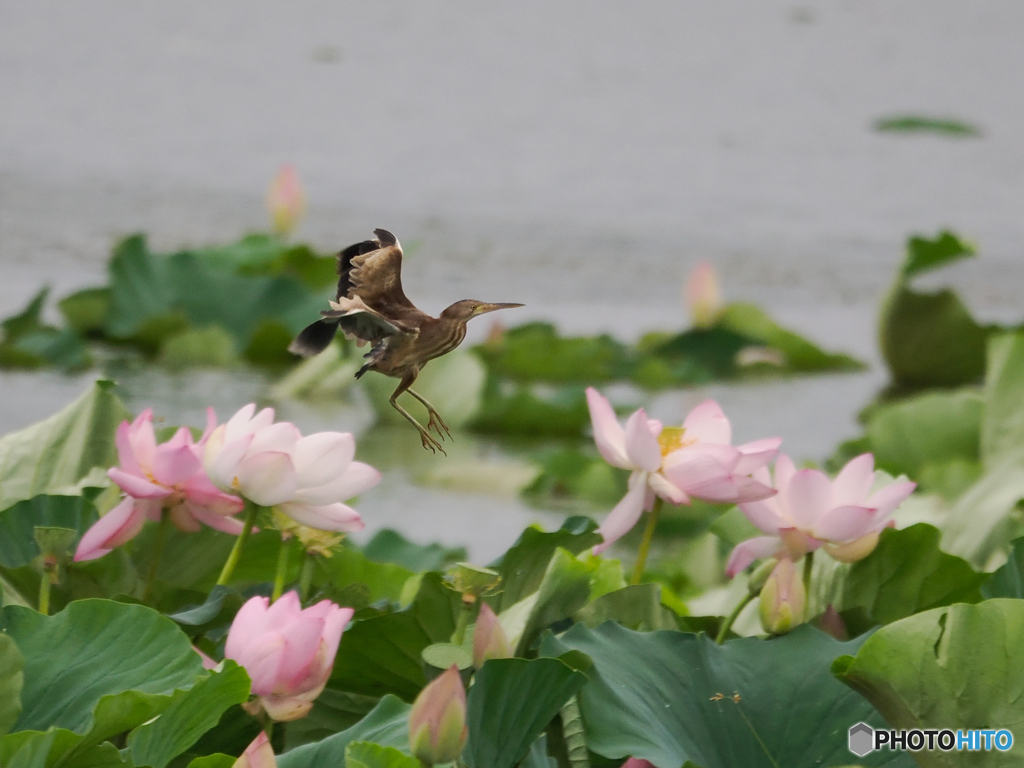 花の上へ