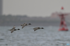 陽が欲しかった