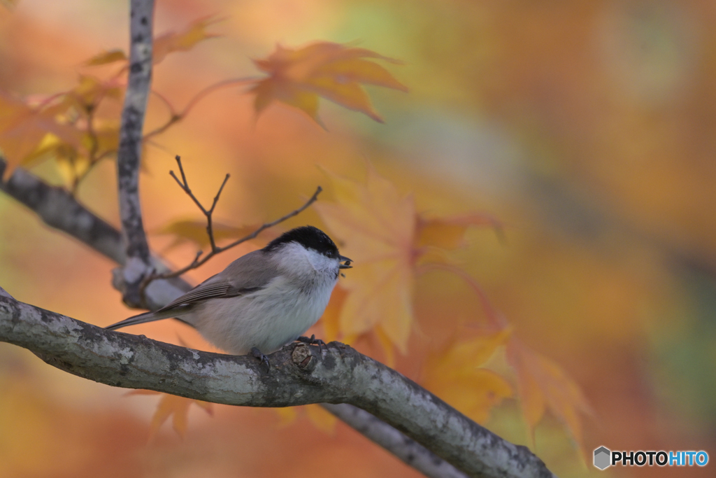 オレンジ幻想
