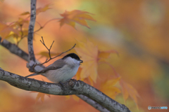 オレンジ幻想