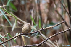 まるまるジョビちゃん