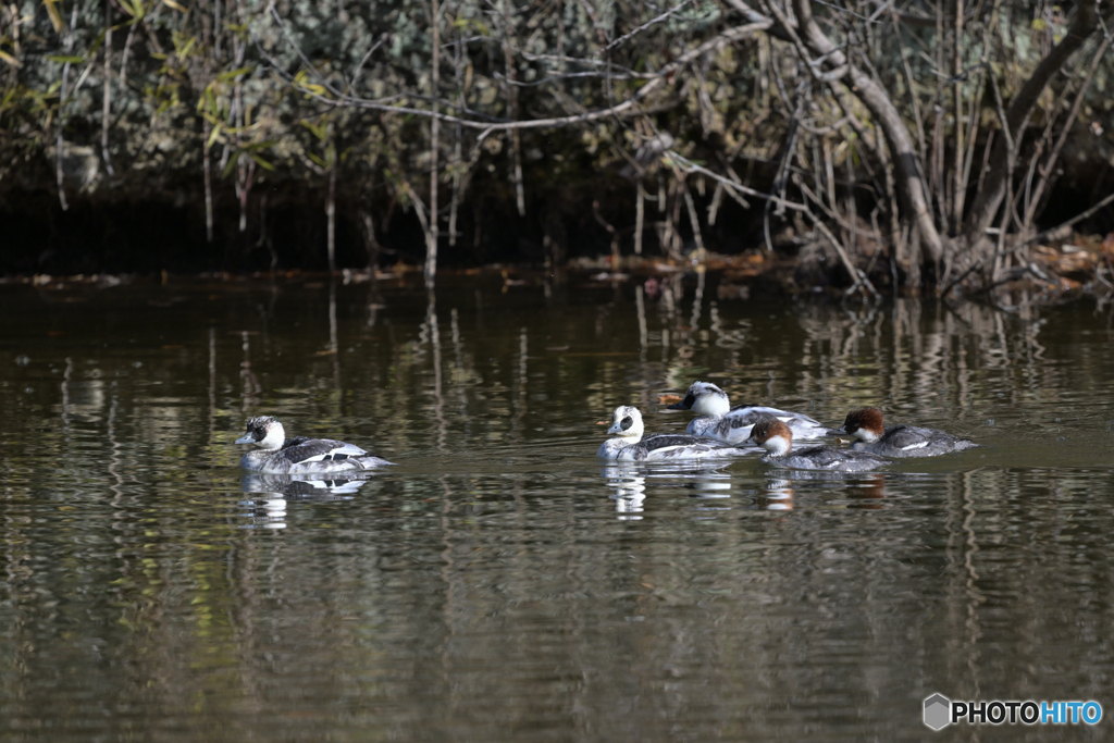 パンダご一行